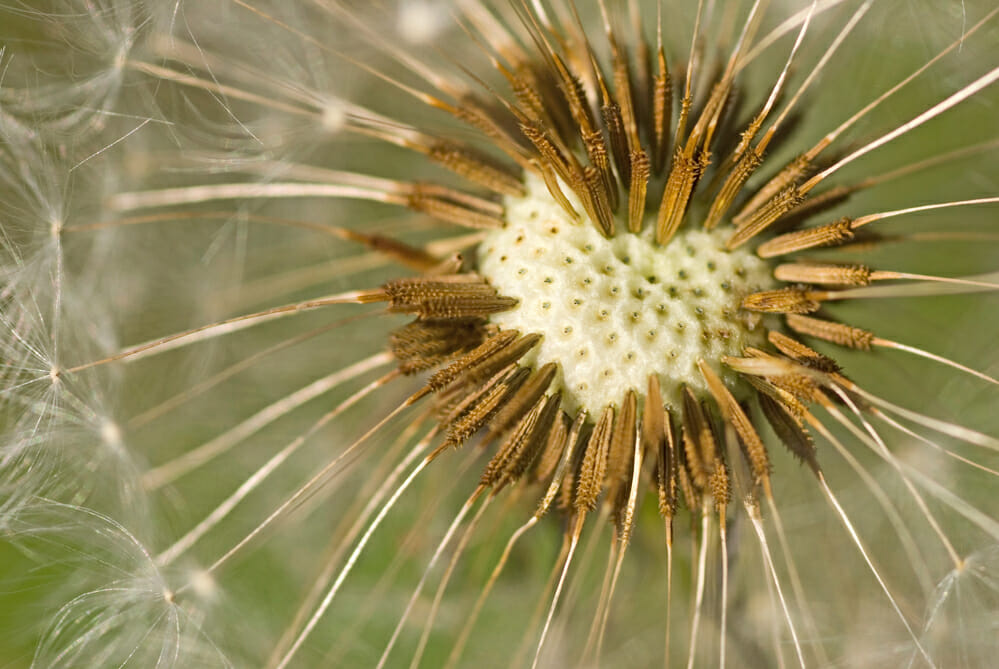 dandelion seeds in heart pattern